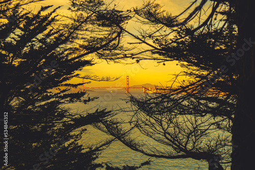 The Golden Gate Bridge between trees branches 