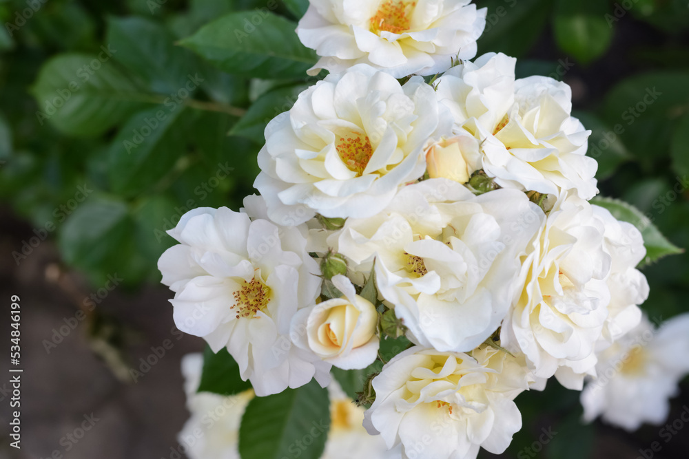 Beautiful white rose flowers blooming outdoors, closeup Beautiful white rose flowers blooming outdoors, closeup