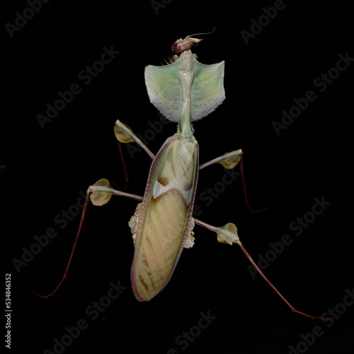 Idolomantis diabolica, Devils Flower Mantis on a black background photo