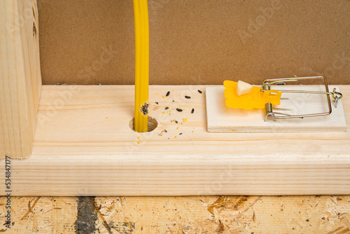 Canvas Print Home electrical wires chewed on by mouse with mouse trap