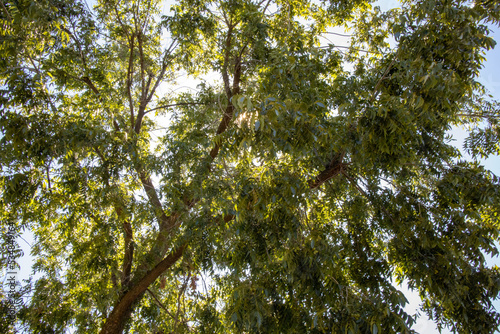 A canopy of leaves