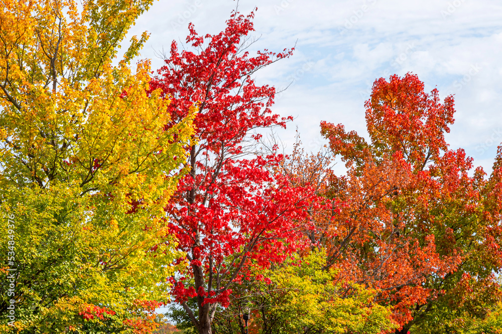 Naklejka premium Autumn leafs under sunlight 