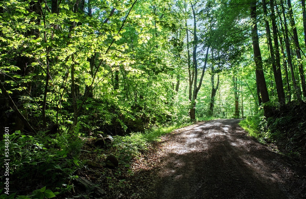 Single lane dirt country road through forest, shadows and dappled light. Horizontal. Single lane dirt country road through forest, shadows and dappled light. Horizontal.