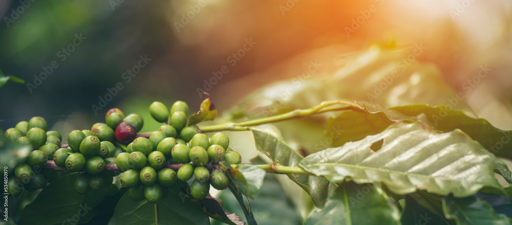 Banner Green coffee bean berry plant with sunlight. Panorama Fresh raw seed coffee tree growth in eco organic farm morning time. Close up Green seed berries arabica coffee garden with copy space Banner Green coffee bean berry plant with sunlight. Panorama Fresh raw seed coffee tree growth in eco organic farm morning time. Close up Green seed berries arabica coffee garden with copy space