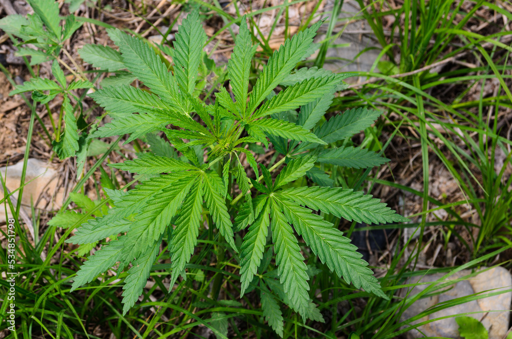 Wild hemp with beautiful green young leaves in natural conditions. Wild hemp with beautiful green young leaves in natural conditions.