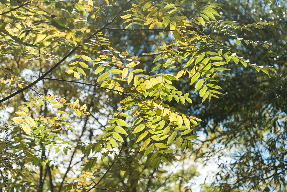Fototapeta premium start of autumn or leaves (likely of a nut tree) on a cloudy blue sky