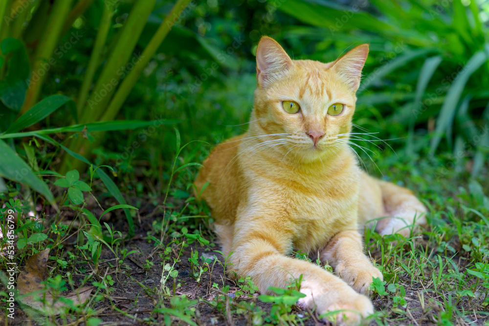 Portrait of orange tabby cat relaxing in the garden, cat on green grass