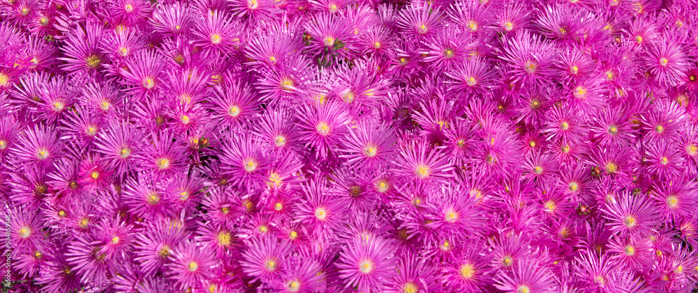 Pink asters in the garden, pink daisies texture. Violet chamomile background. Pink and purple moss phlox flowers. Top view. Pink asters in the garden, pink daisies texture. Violet chamomile background. Pink and purple moss phlox flowers. Top view.