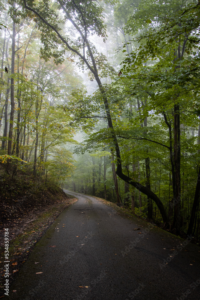 Fototapeta premium Morning Trail in Forest