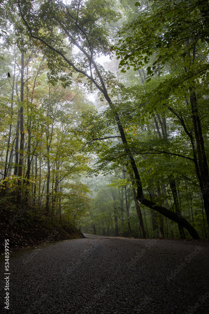 Obraz premium Forest Trail