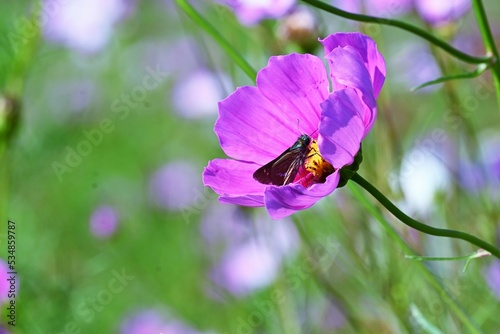 コスモスの花