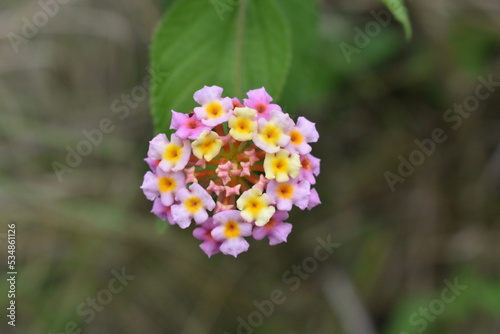 Lantana