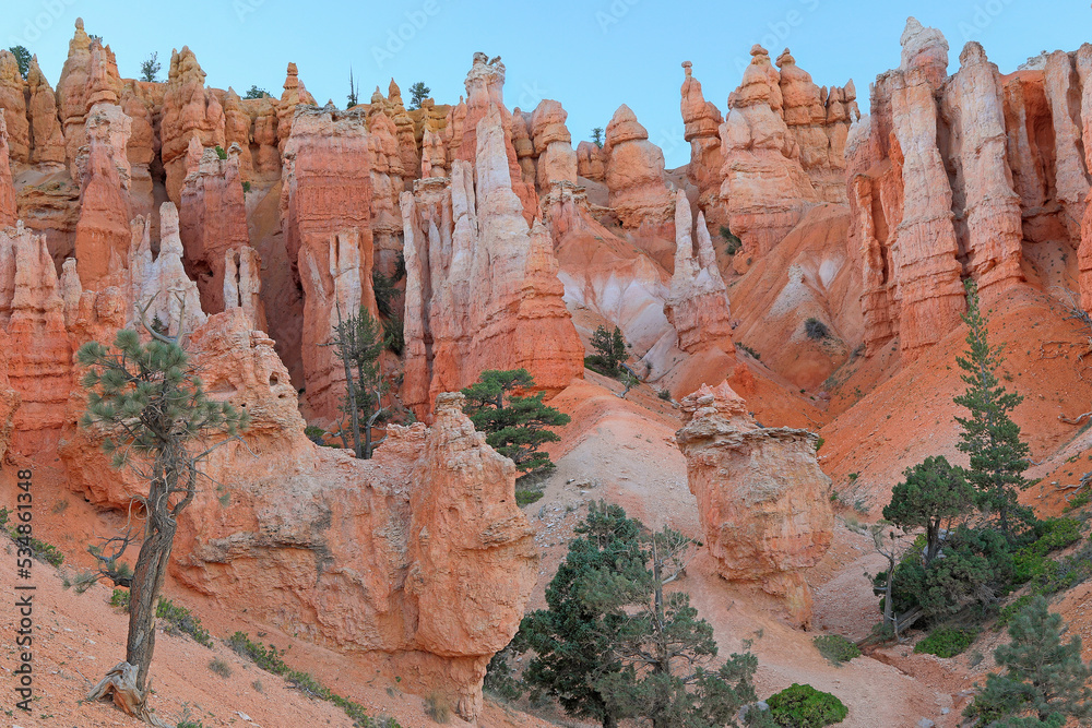 Orange hoodoos and forest in Bryce Canyon at sunset, USA Orange hoodoos and forest in Bryce Canyon at sunset, USA