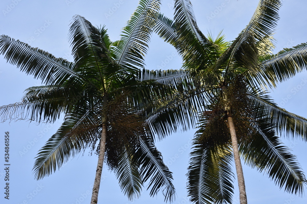 Fototapeta premium Palmeiras