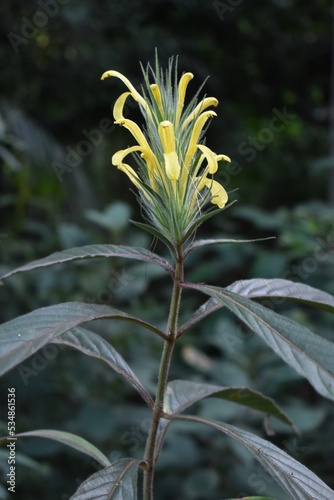 Floração