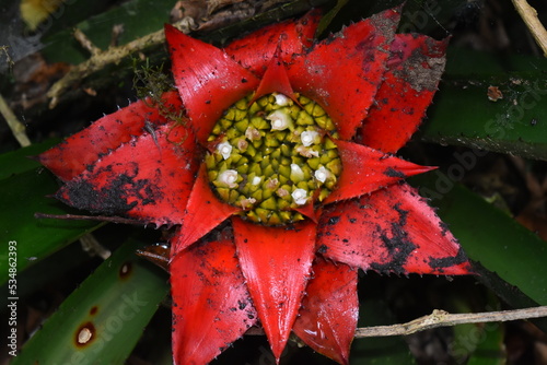 Wittrockia gigantea - MG