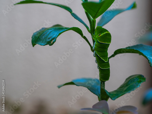 アゲハ蝶の幼虫 photo
