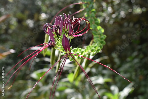 Cleomaceae - MG photo