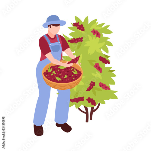 Isometric Coffee Harvester