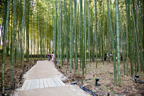The Arashiyama Bamboo Grove of Kyoto, Japan. photo
