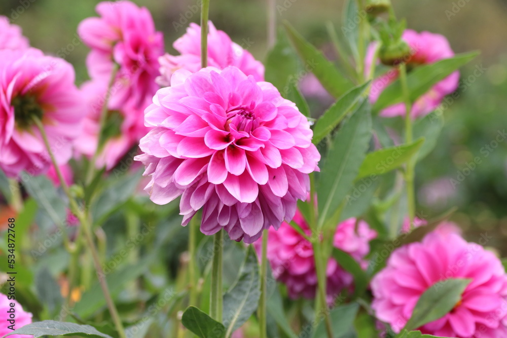 秋の花、ダリヤ。愛ちゃん 秋の花、ダリヤ。愛ちゃん