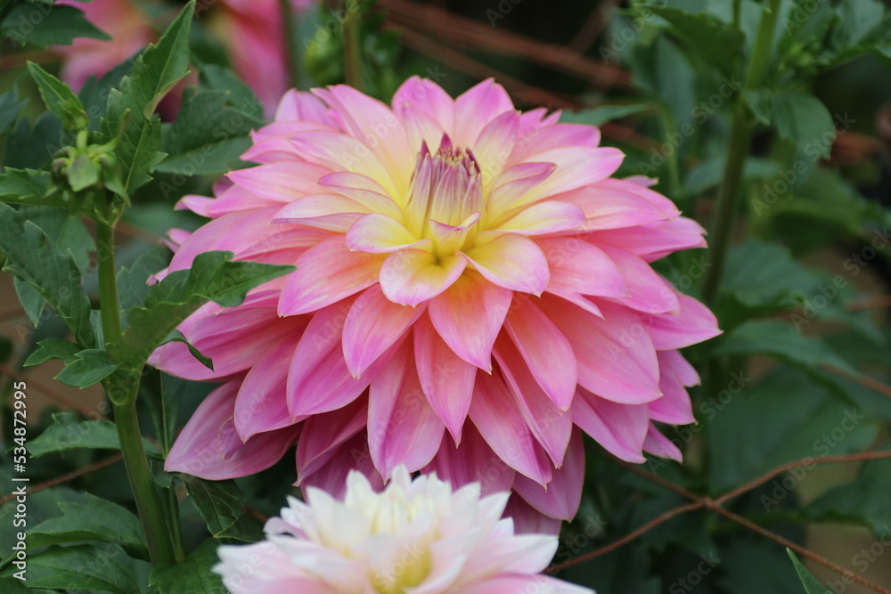 Fototapeta premium 秋の花、ダリヤ。ピンクダイヤモン