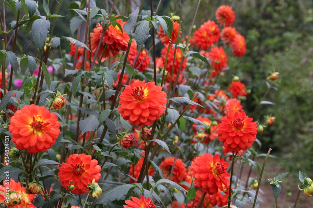 Obraz premium 秋の花、ダリヤ。オレンジベルベット