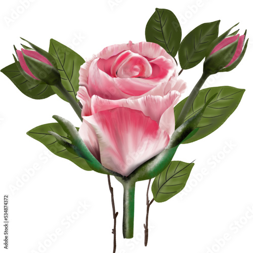 pink rose isolated on white background