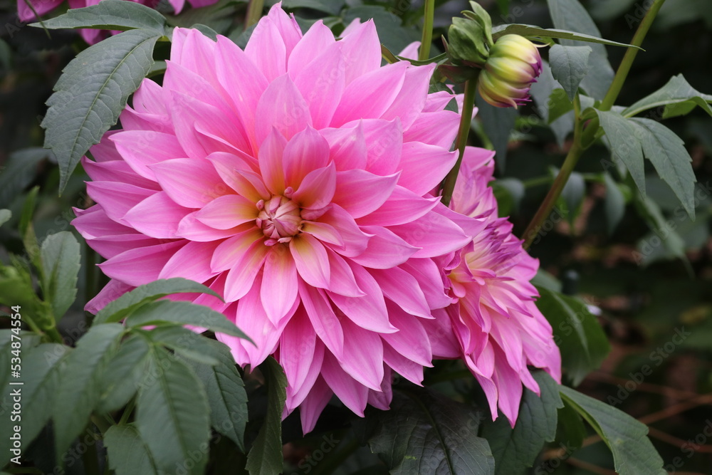 Obraz premium 秋の花、ダリヤ。愛の園