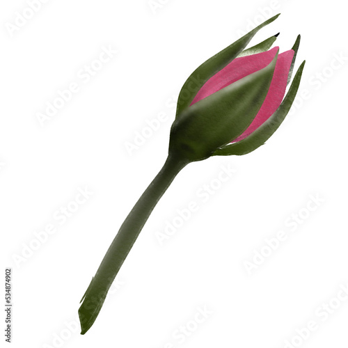 pink rose isolated on white background