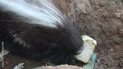 The Cape Porcupine feeds on vegetables photo