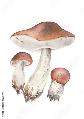 Mushroom watercolor illustration, food and vegetables design element