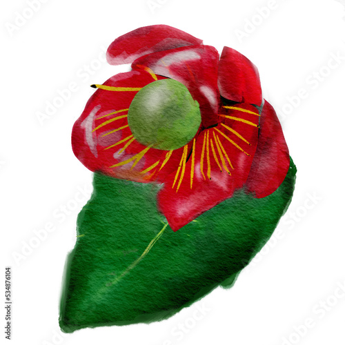 yellow flower mikkymouse