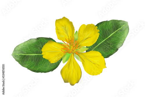 yellow flower mikkymouse