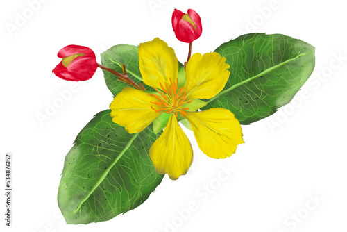 yellow flower mikkymouse