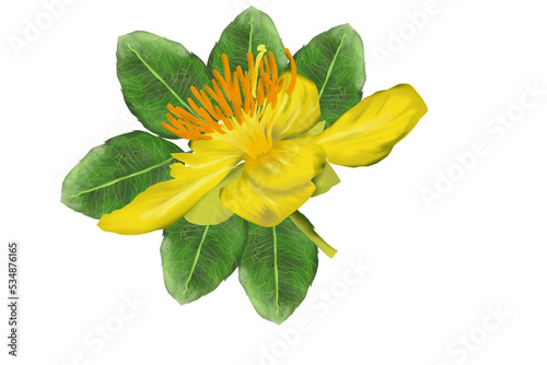 yellow flower mikkymouse