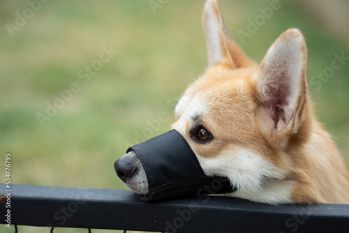 Foto Dog breed corgi walking in harness and muzzle for protection against biting or b