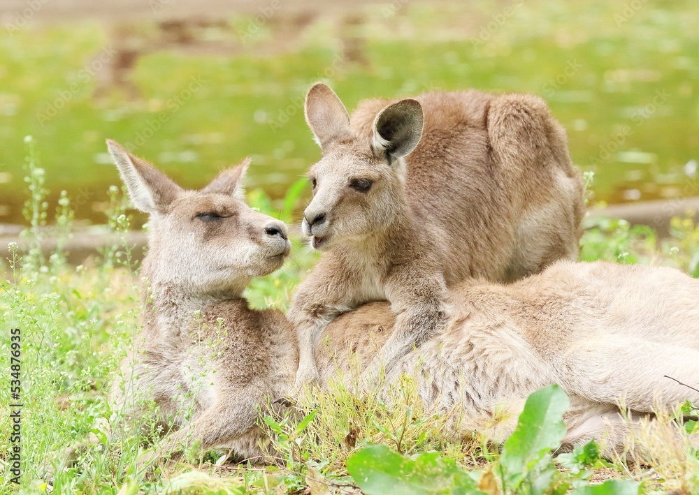 Fototapeta premium 母親に抱きつくオオカンガルーの子供