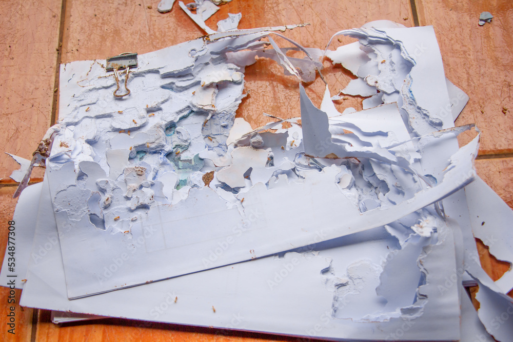 Documents damaged by termites in office Documents damaged by termites in office