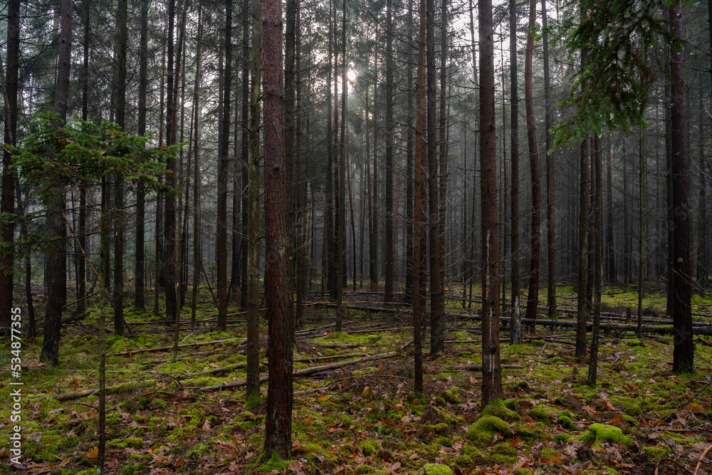 Fototapeta premium Long wet pine trees in the forest in autumn