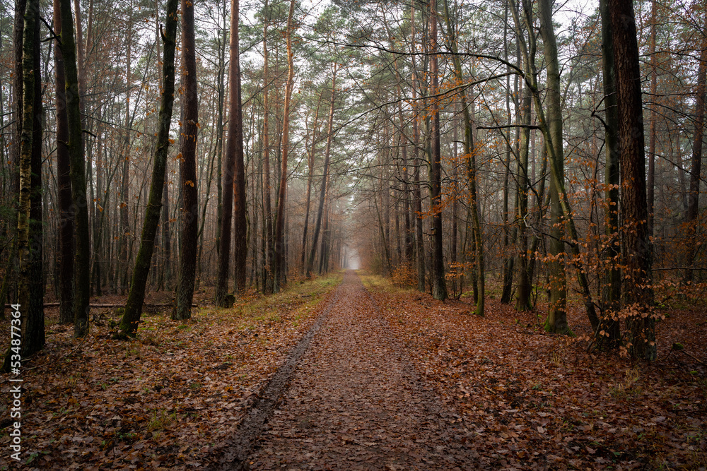 Wet forest path with brown and red leaves and with trees on the sides in autumn
