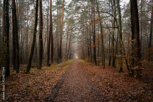 Wet forest path with brown and red leaves and with trees on the sides in autumn © Mentor