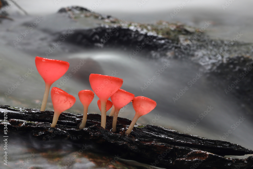 Champagne mushroom on decay wood in the rain forest. Cookeina sulcipes Champagne mushroom on decay wood in the rain forest. Cookeina sulcipes