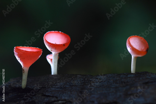 Champagne mushroom on decay wood in the rain forest. Cookeina sulcipes