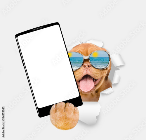 Happy mastiff puppy wearing mirrored sunglasses holds big smartphone with white blank screen, showing close to camera through torn white paper hole. Empty free space for mock up