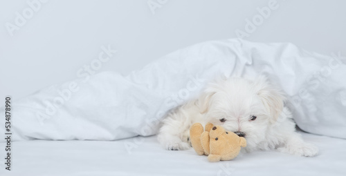 Playful White Lapdog puppy hugs toy bear under white blanket on a bed at home. Empty space for text