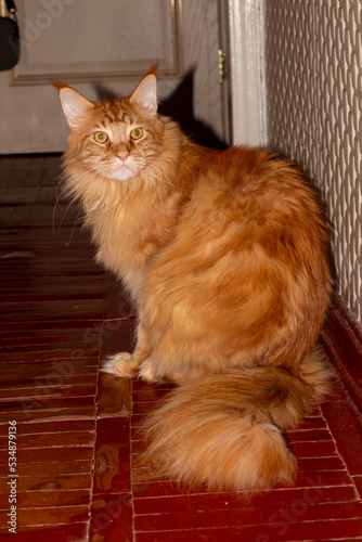 Portrait of a ginger Maine Coon cat named Archibald, Kharkiv, Ukraine