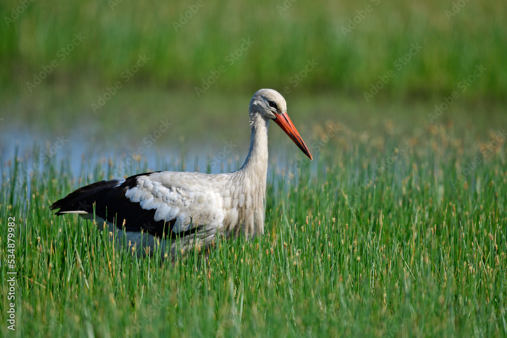 Fototapeta premium White stork // Weißstorch (Ciconia ciconia) 
