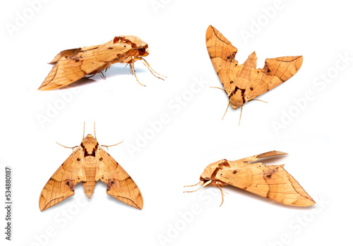 Group of brown moth (Ambulyx Iiturata) isolated on white background. Butterfly. Animal. Insect. photo