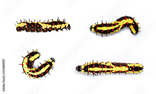 Group of caterpillars of common mime isolated on white background. Animal. Worm. Insect. photo